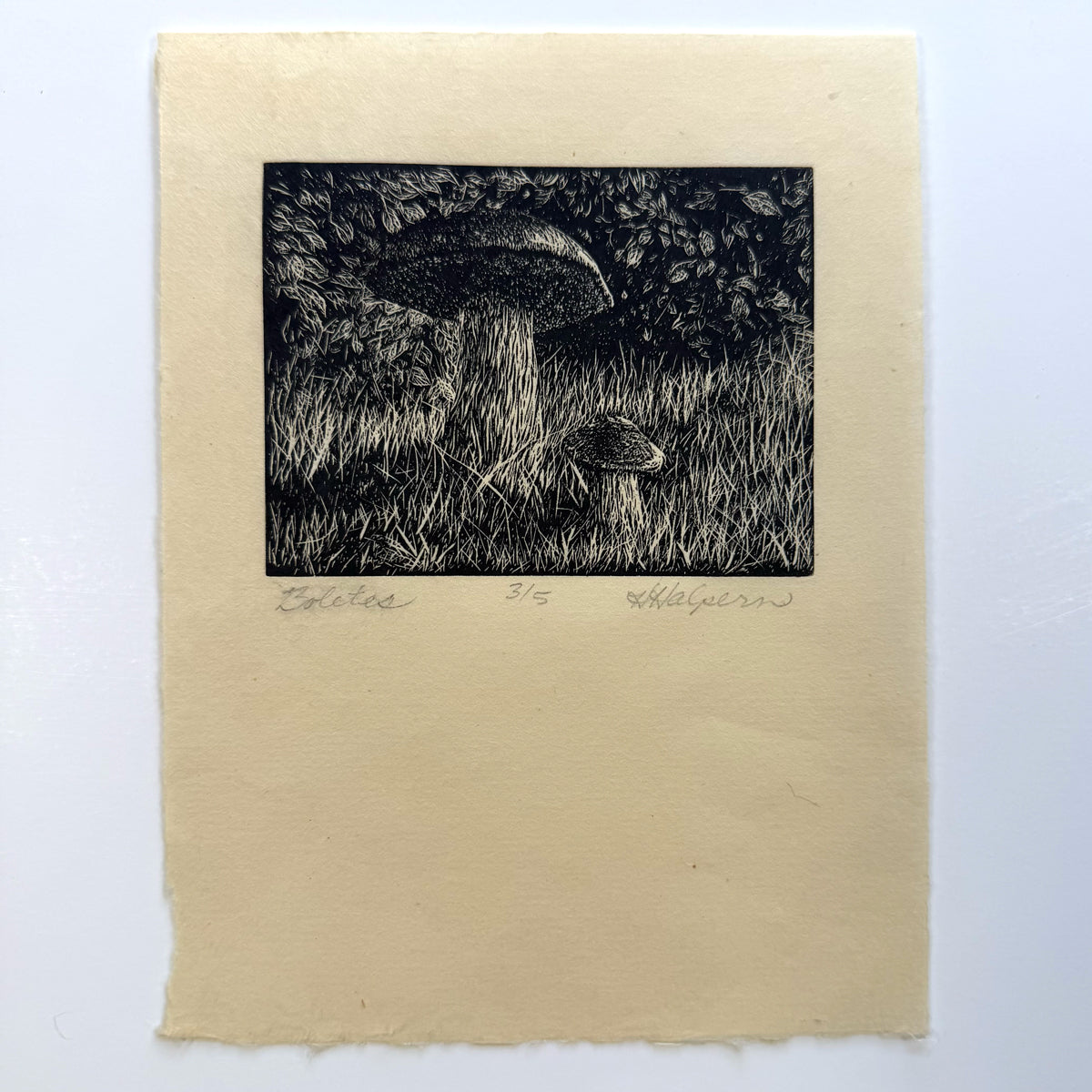 11. Boletes