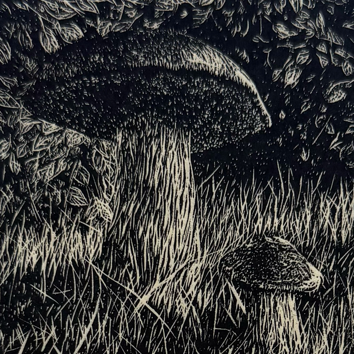 11. Boletes