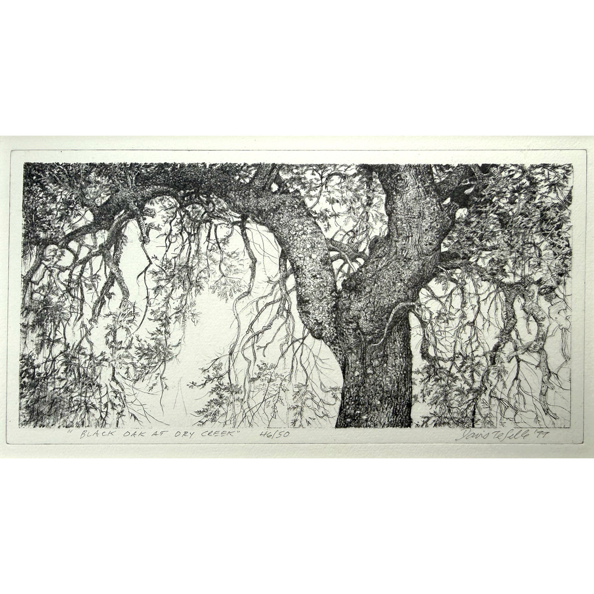 12. Black Oak at Dry Creek