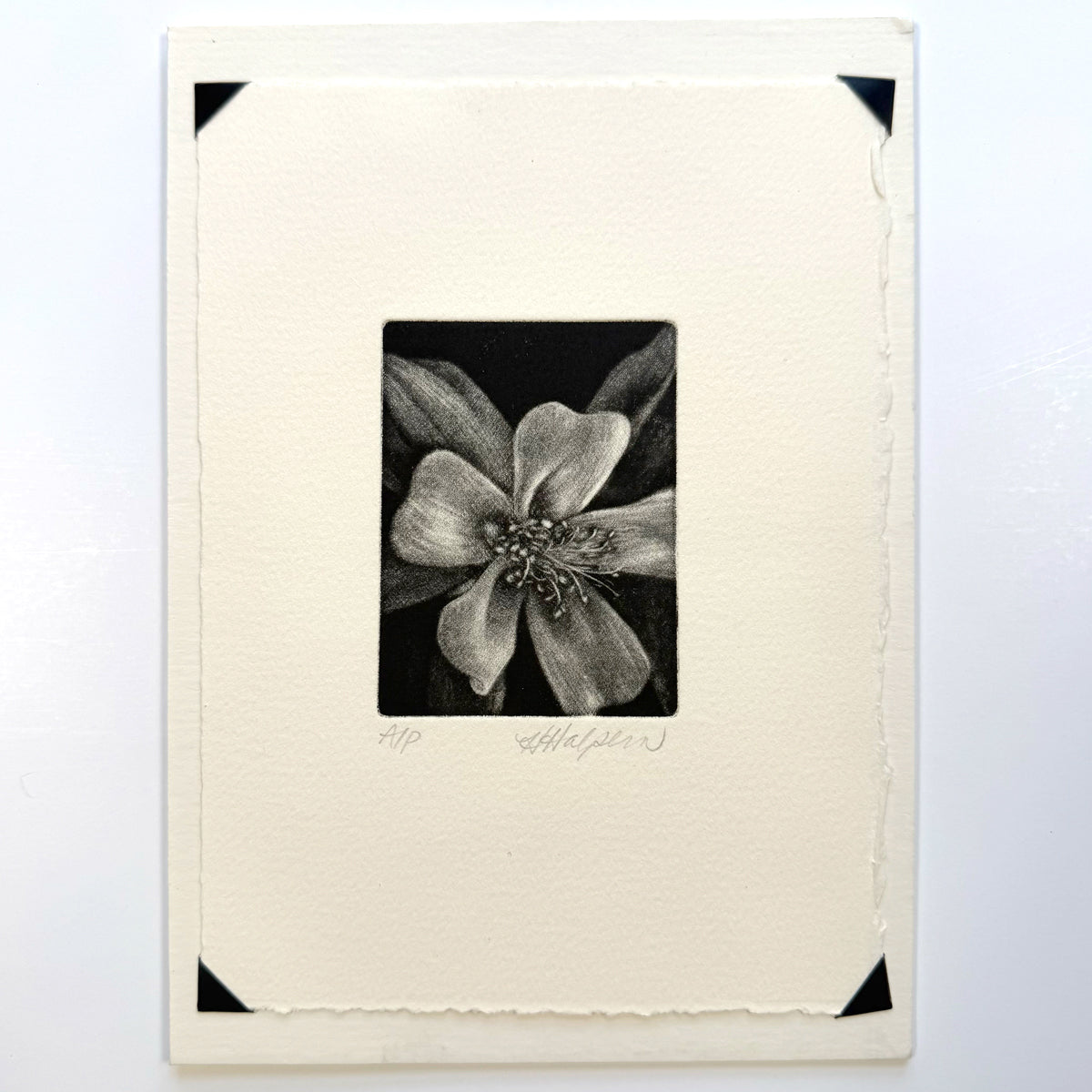 13. Untitled (Columbine)