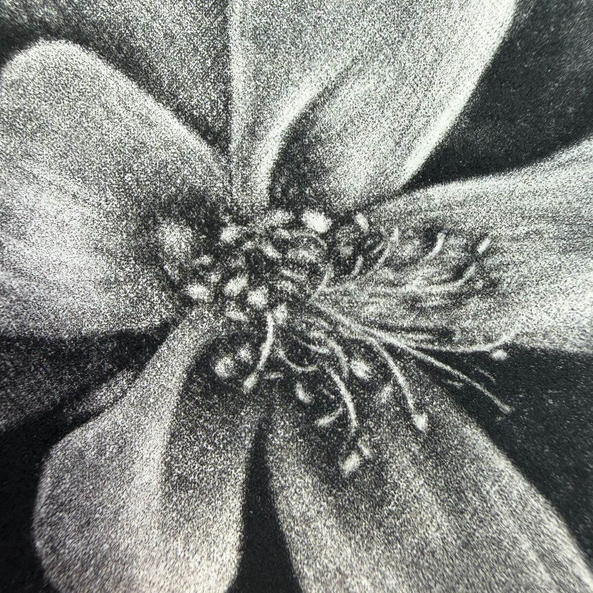 13. Untitled (Columbine)