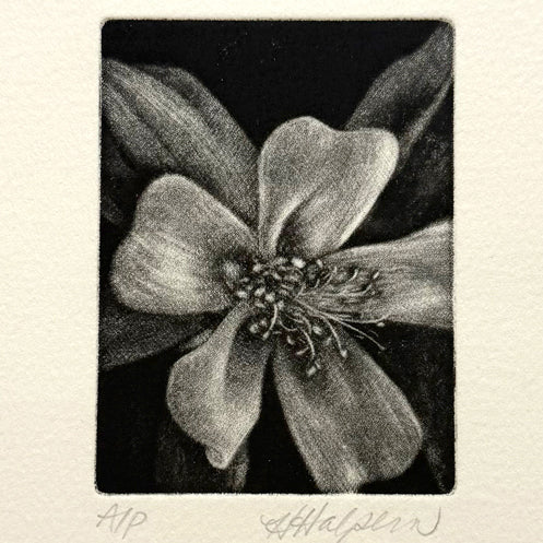 13. Untitled (Columbine)