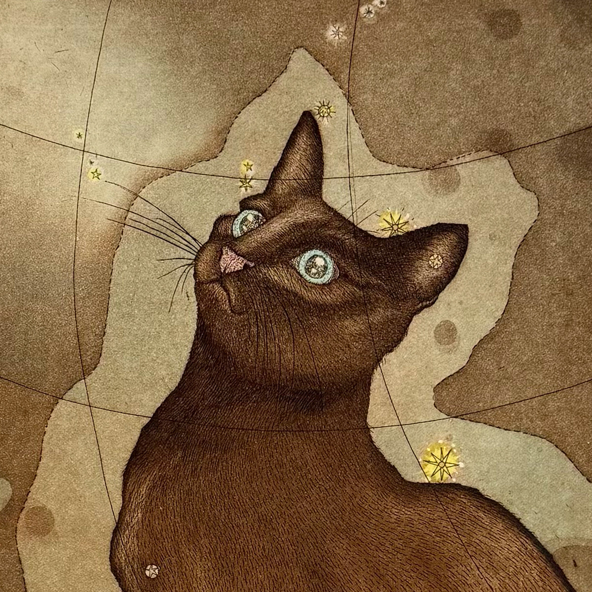 13. Stellar Feline