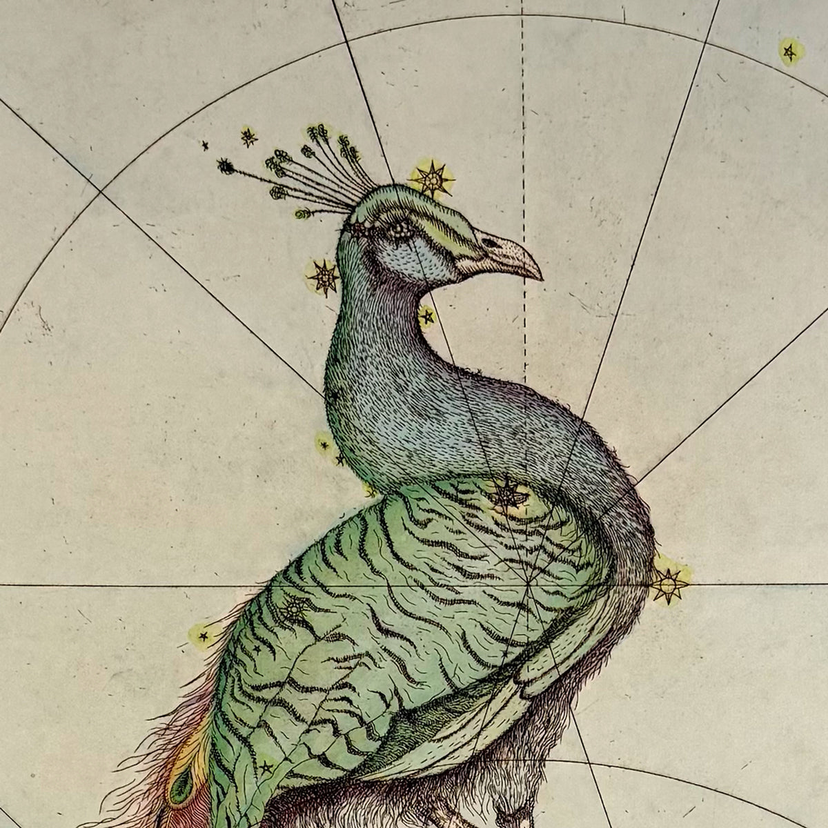 15. Pavo the Peacock