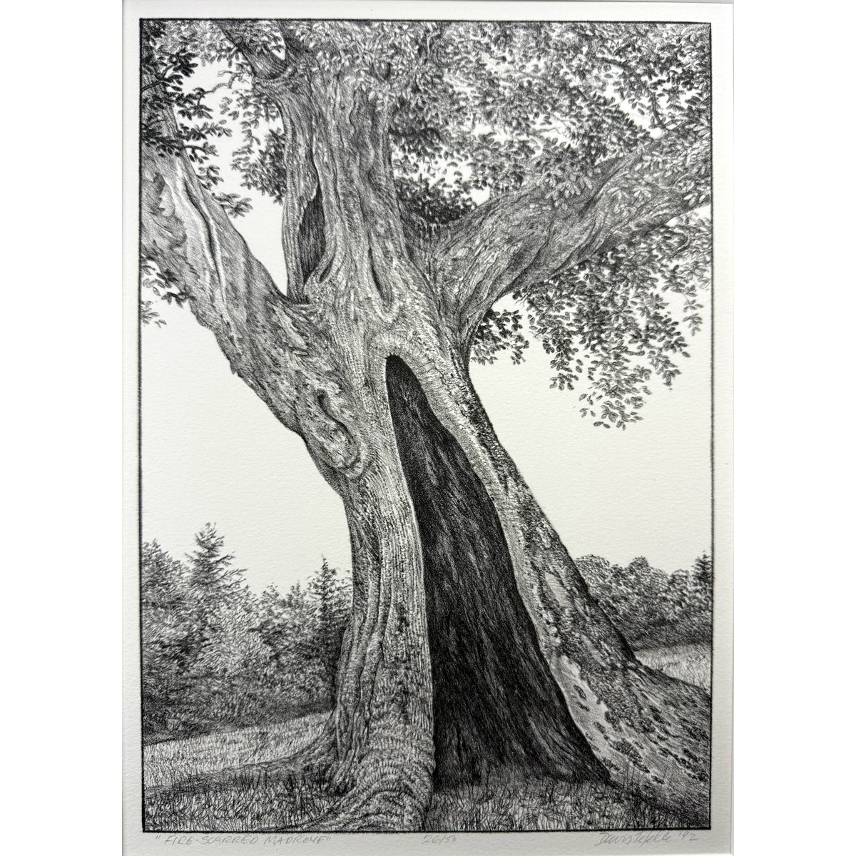1. Fire-Scarred Madrone