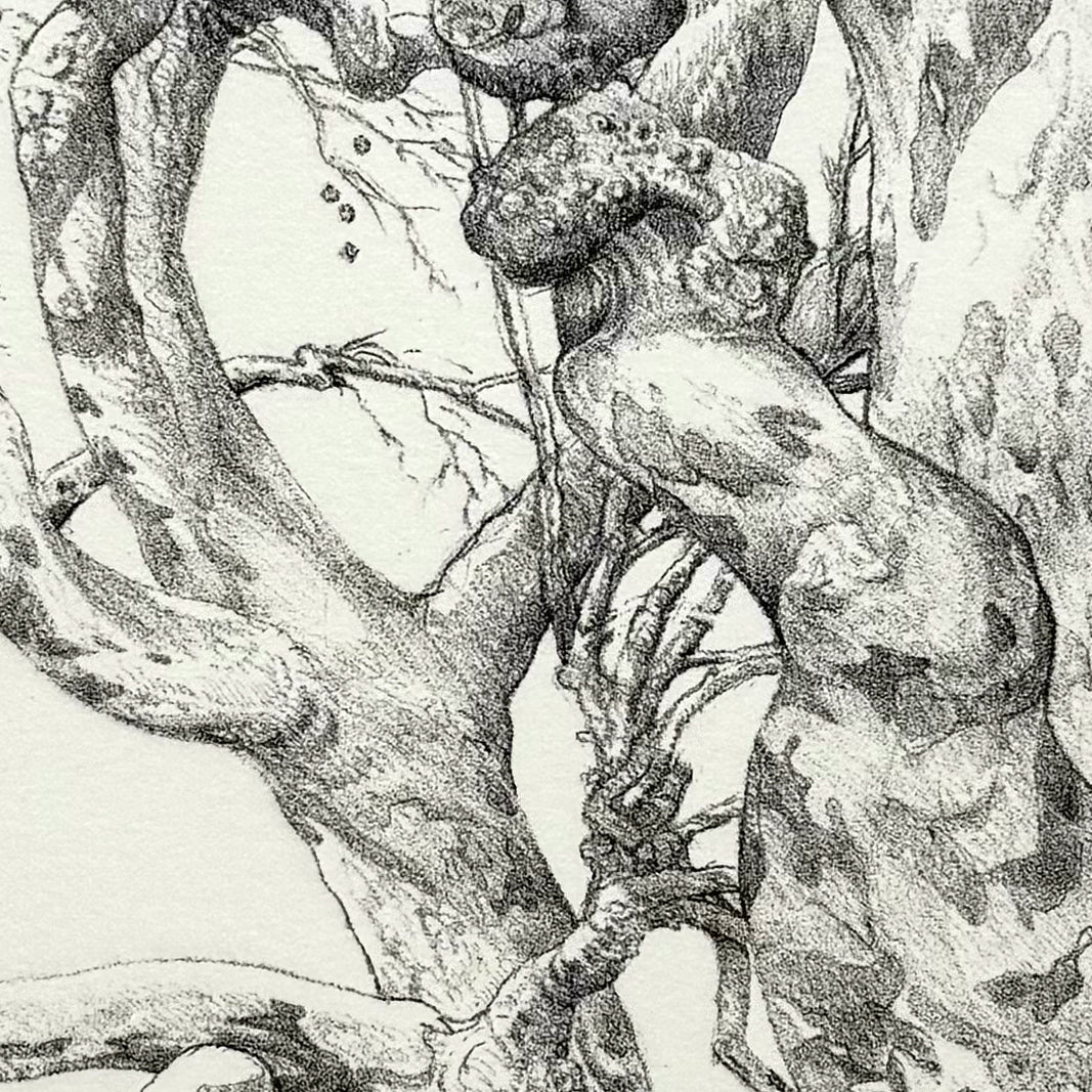 22.Sycamores
