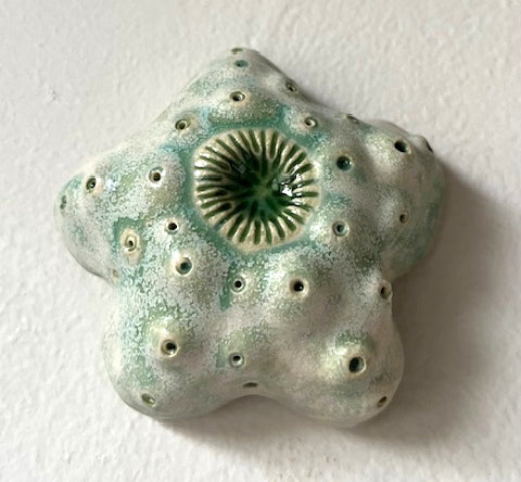 25-58  Green Succulent Sea Star