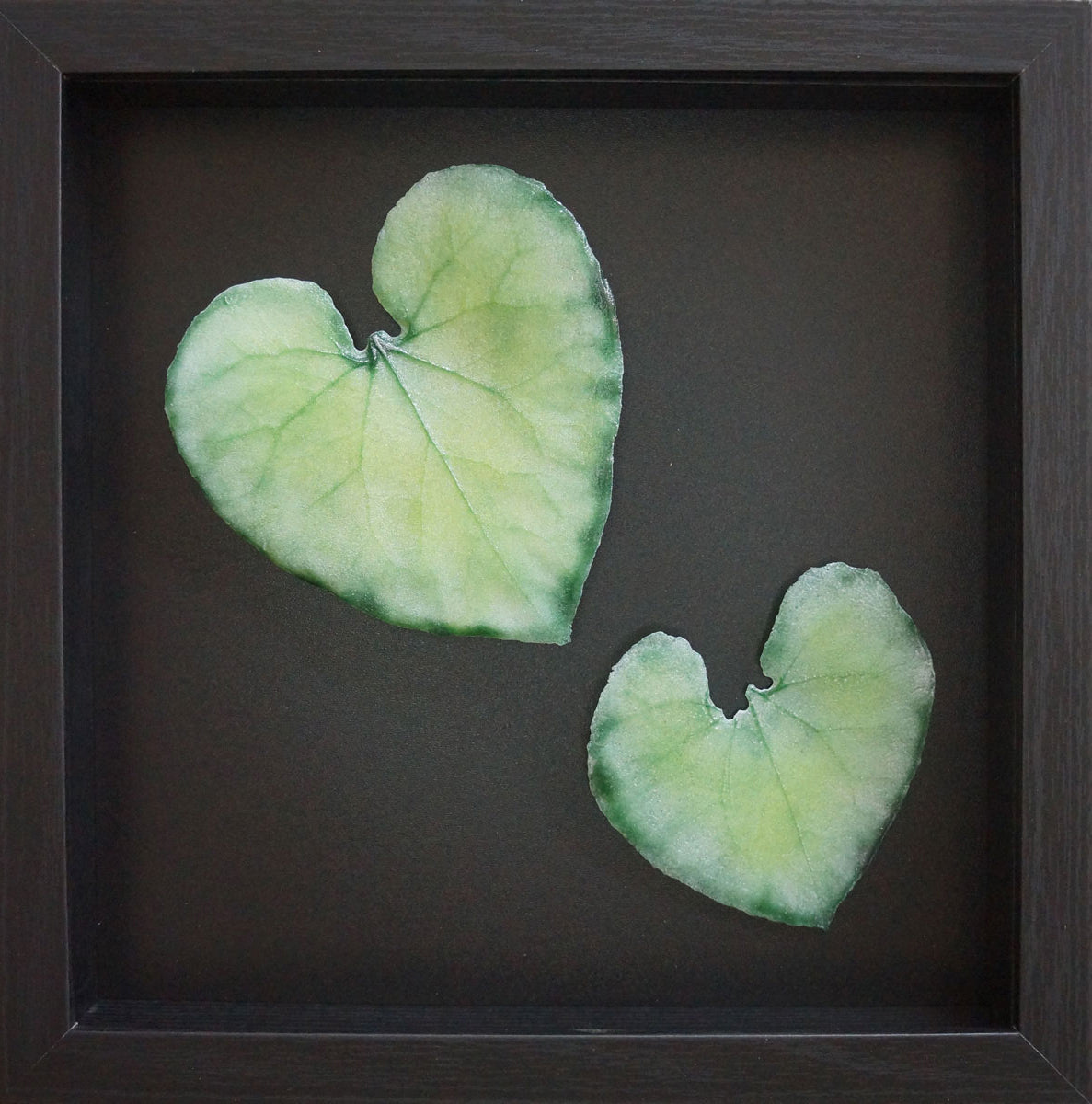 26. Asarum/PNW Ginger