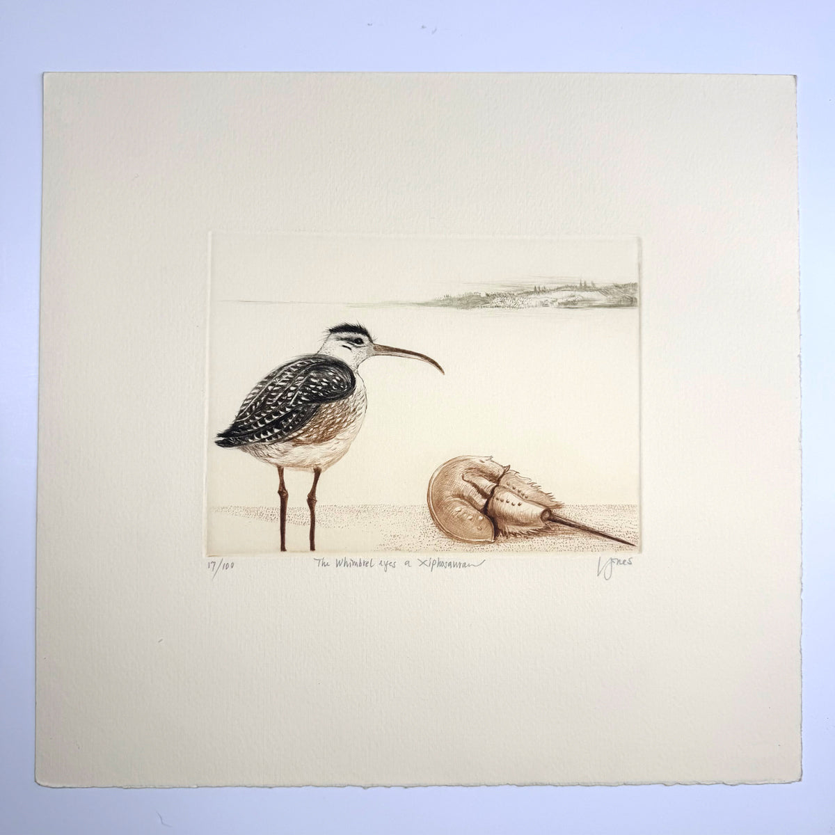 28. The Whimbrel Eyes a Xiphosura