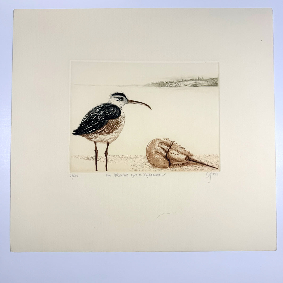 28. The Whimbrel Eyes a Xiphosura
