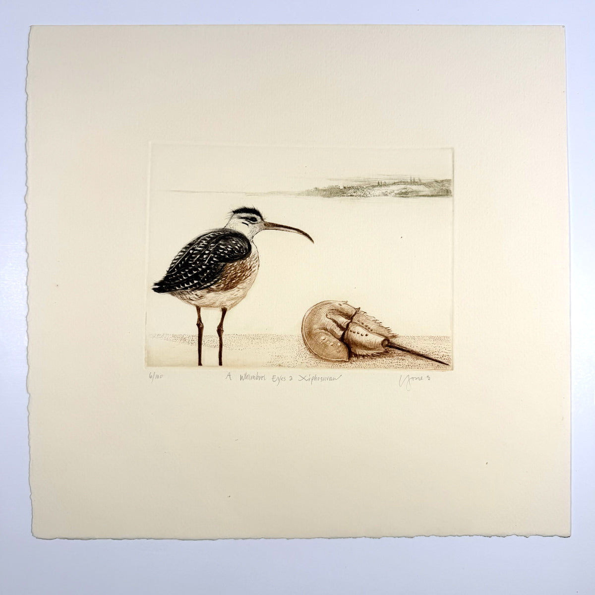 28. The Whimbrel Eyes a Xiphosura