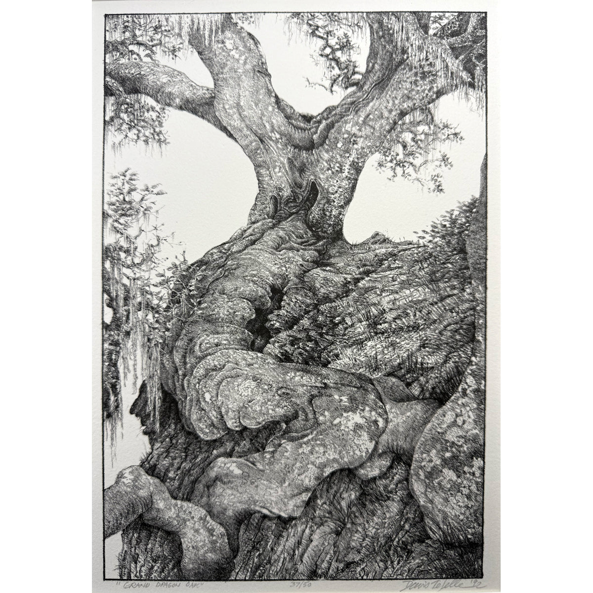 2. Grand Dragon Oak