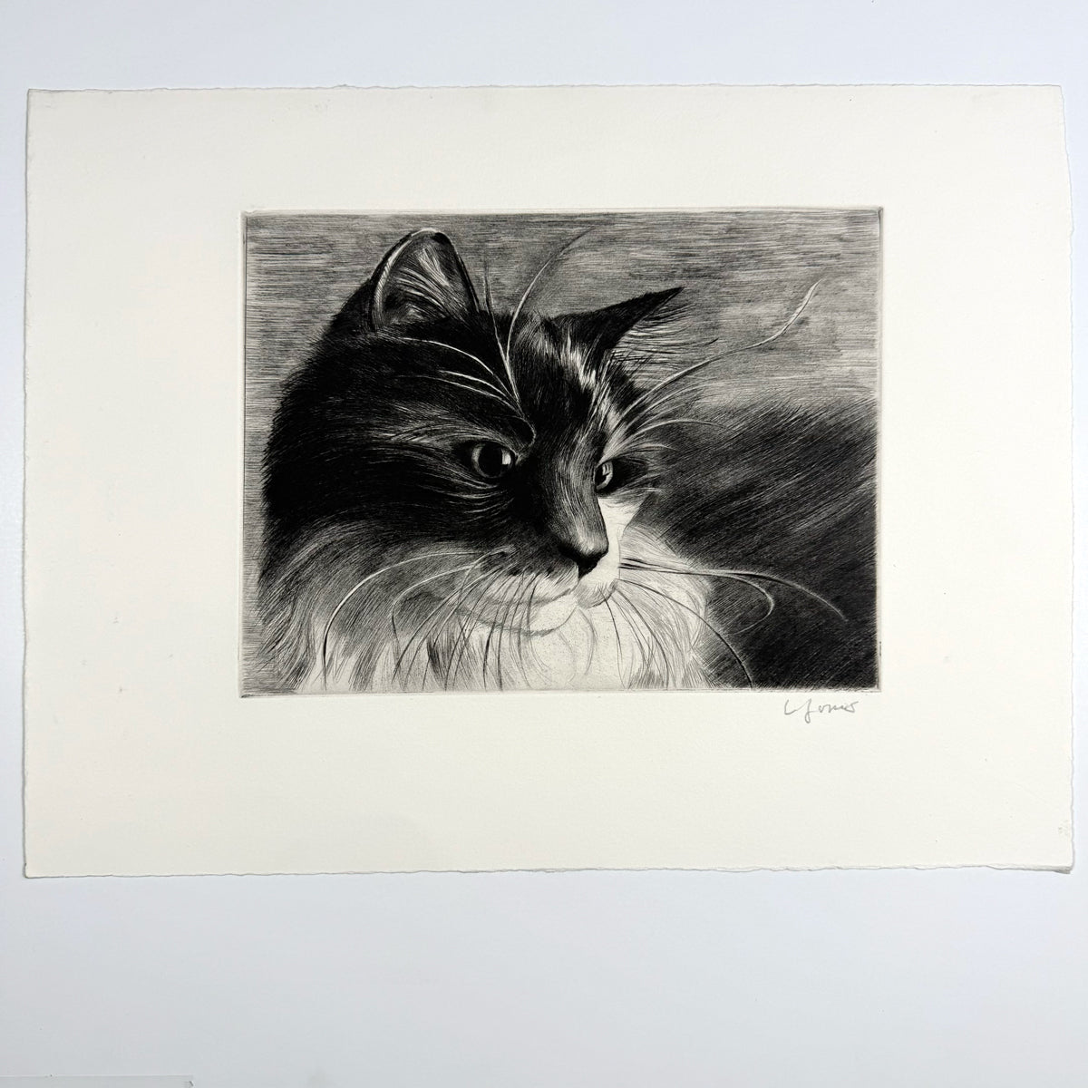 31. Black & White Cat