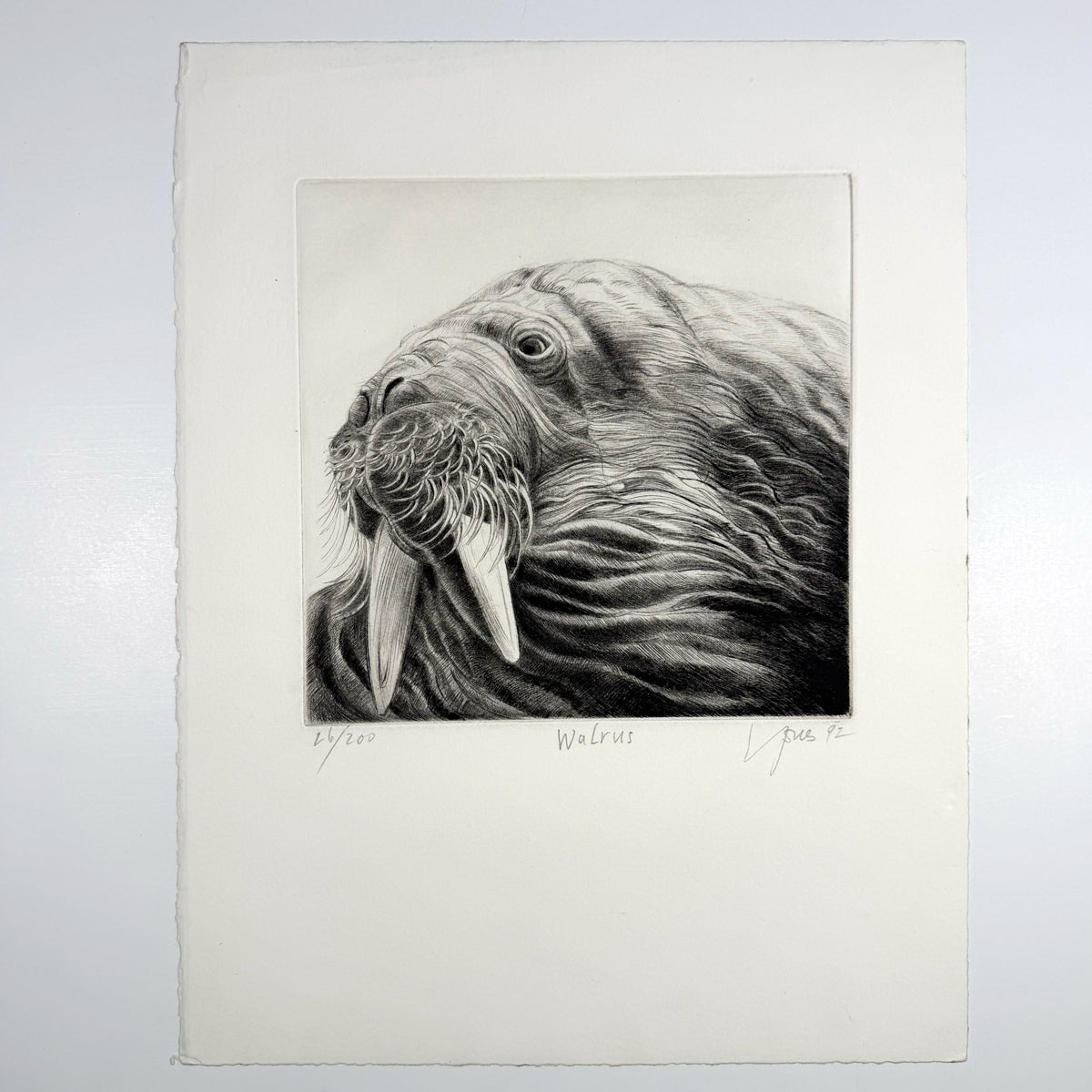 38. Walrus