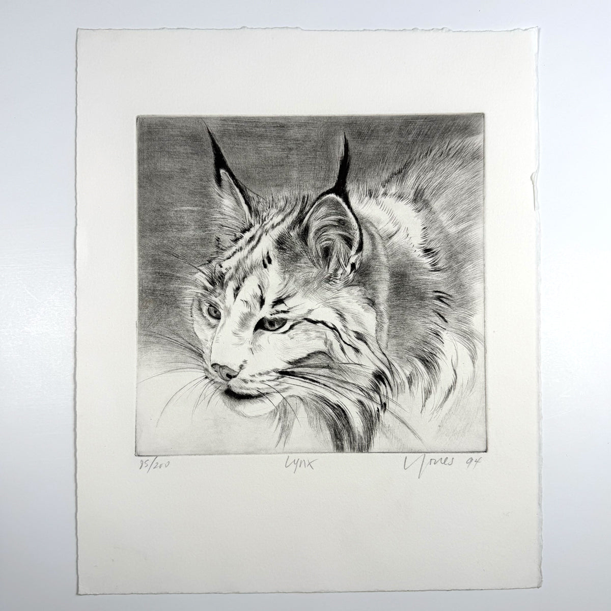 Lynx by Liza Jones, a black-and-white drypoint portrait of a tufted-eared lynx, numbered 85/200.