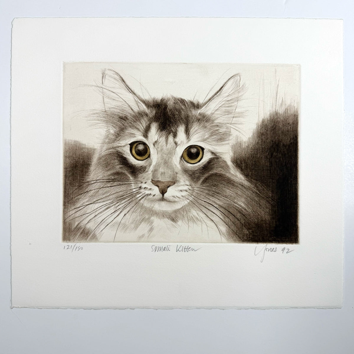 56. Somali Cat