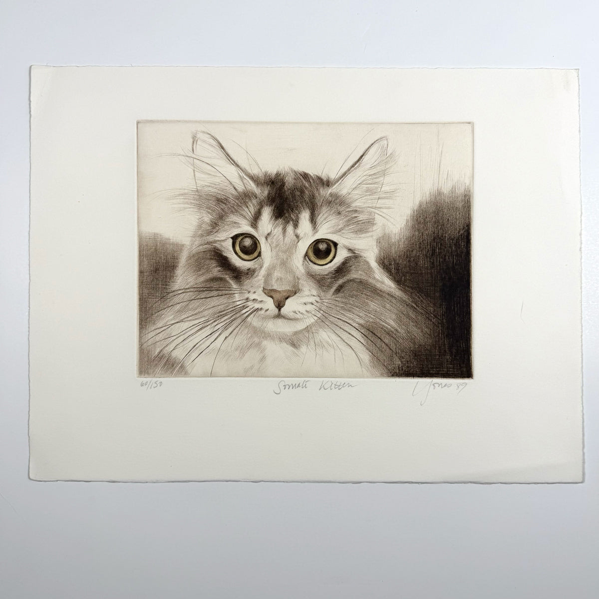 56. Somali Cat