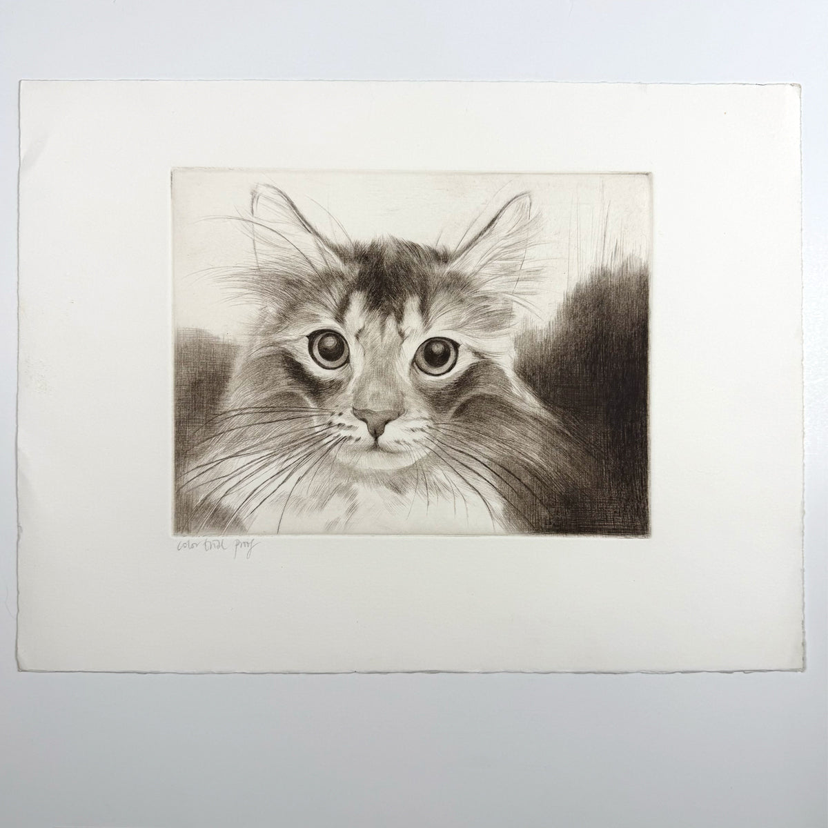 56. Somali Cat