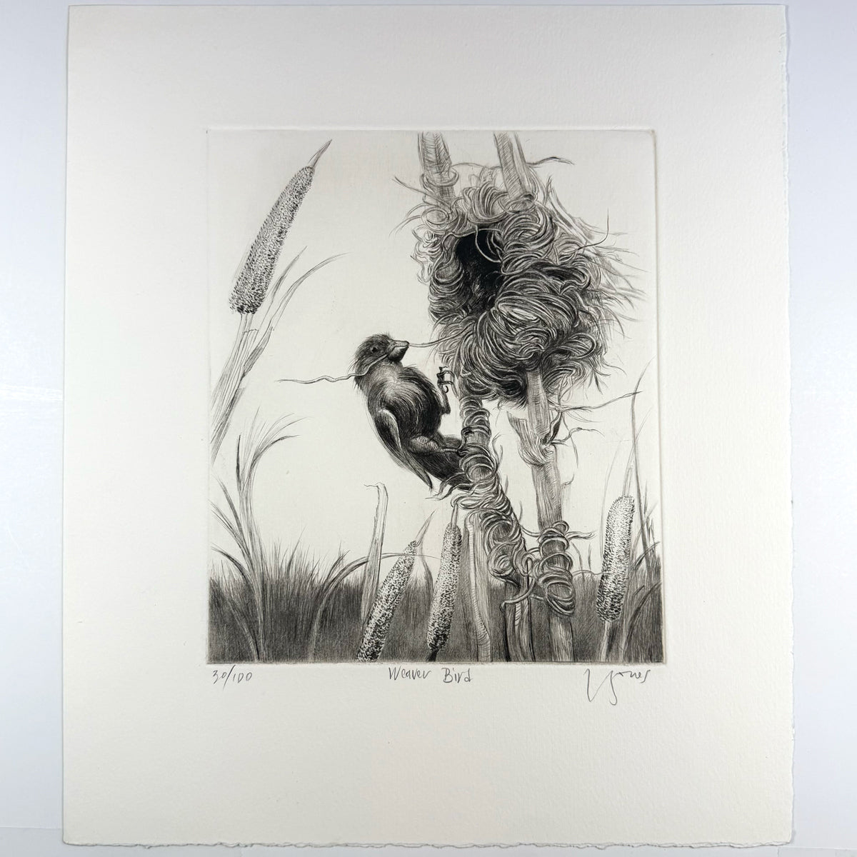 8. Weaver Bird