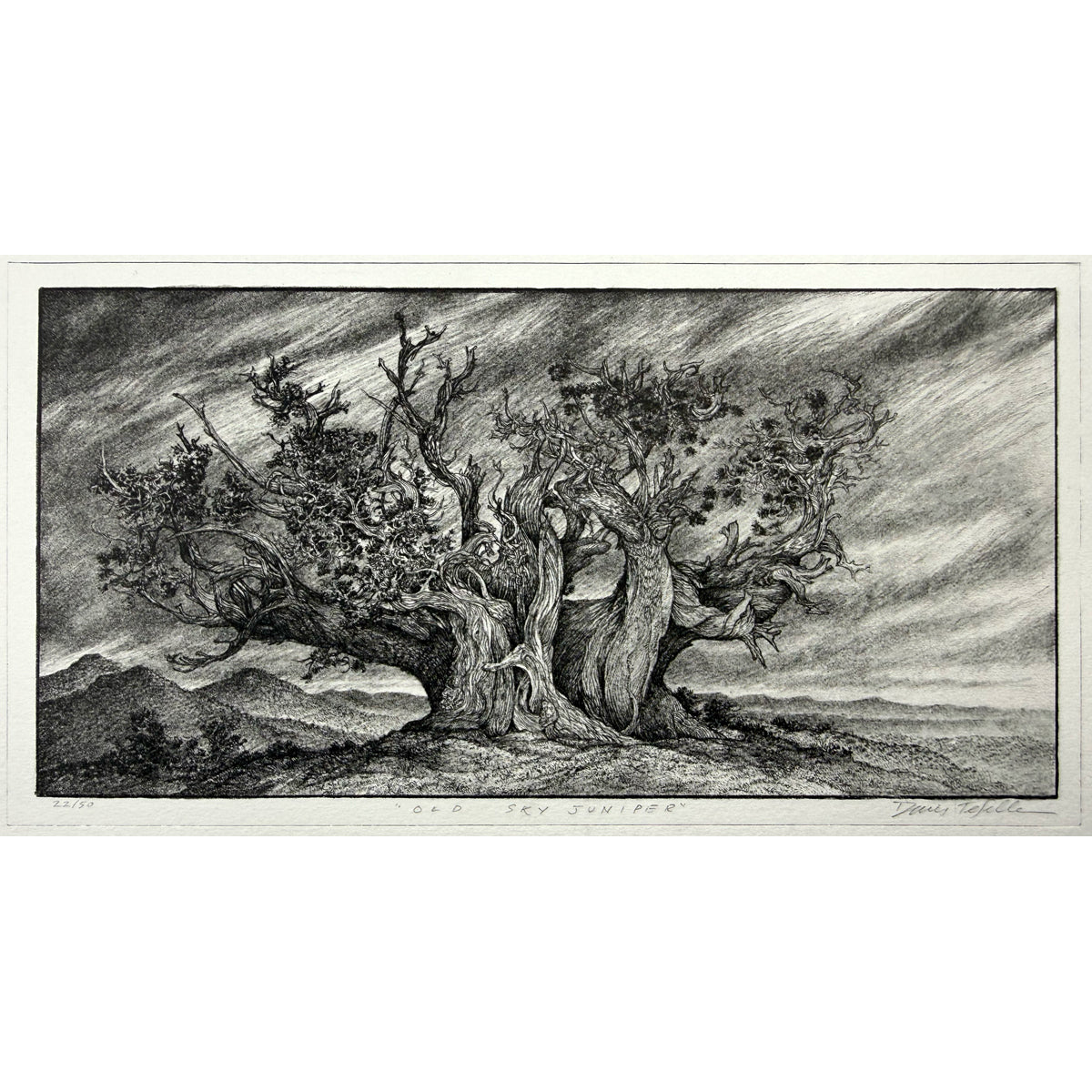 9. Old Sky Juniper