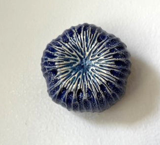 25-20  Blue Radiant Sea Bloop Pod