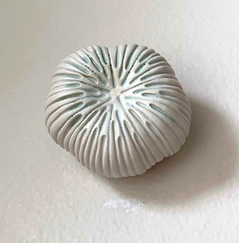 25-24  White Coral Garden Sea Pod