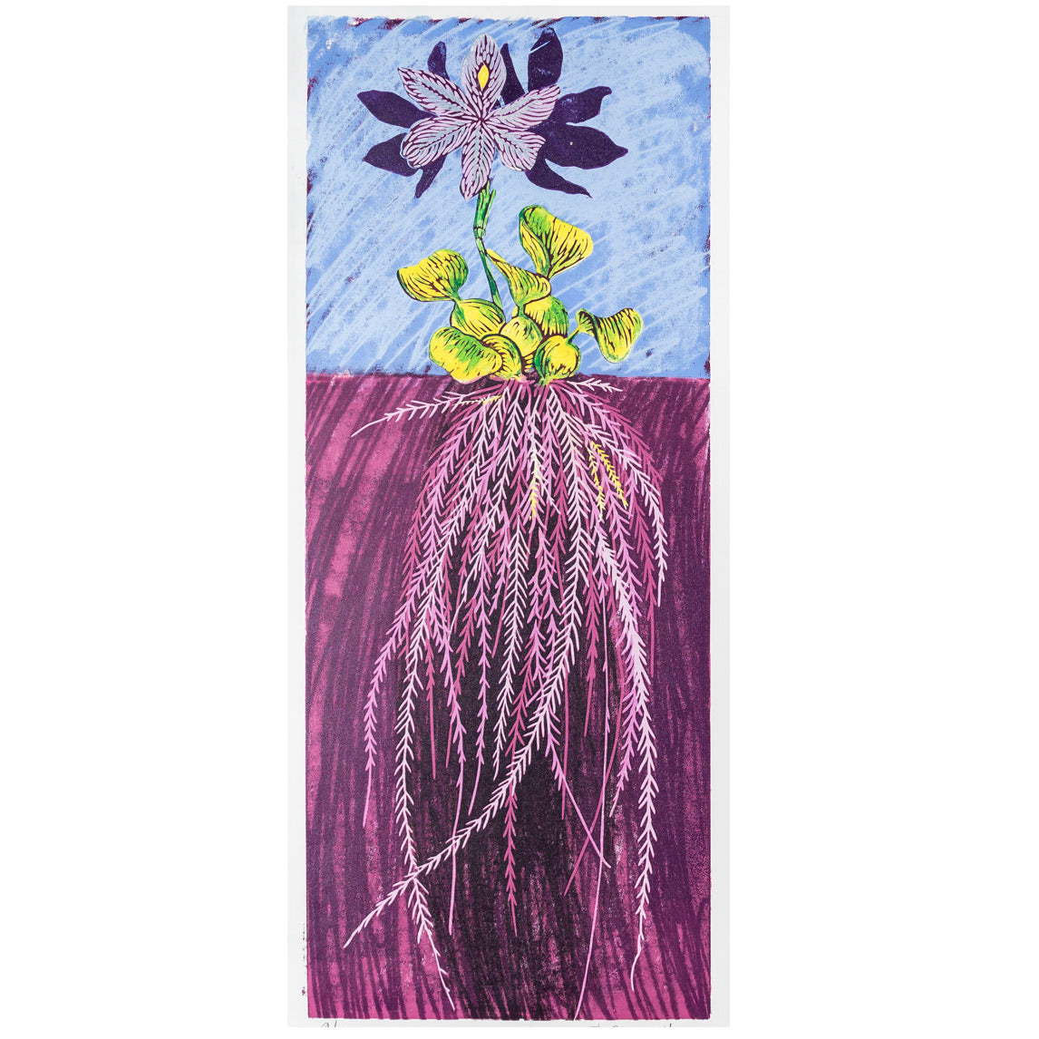 41. Water Hyacinth