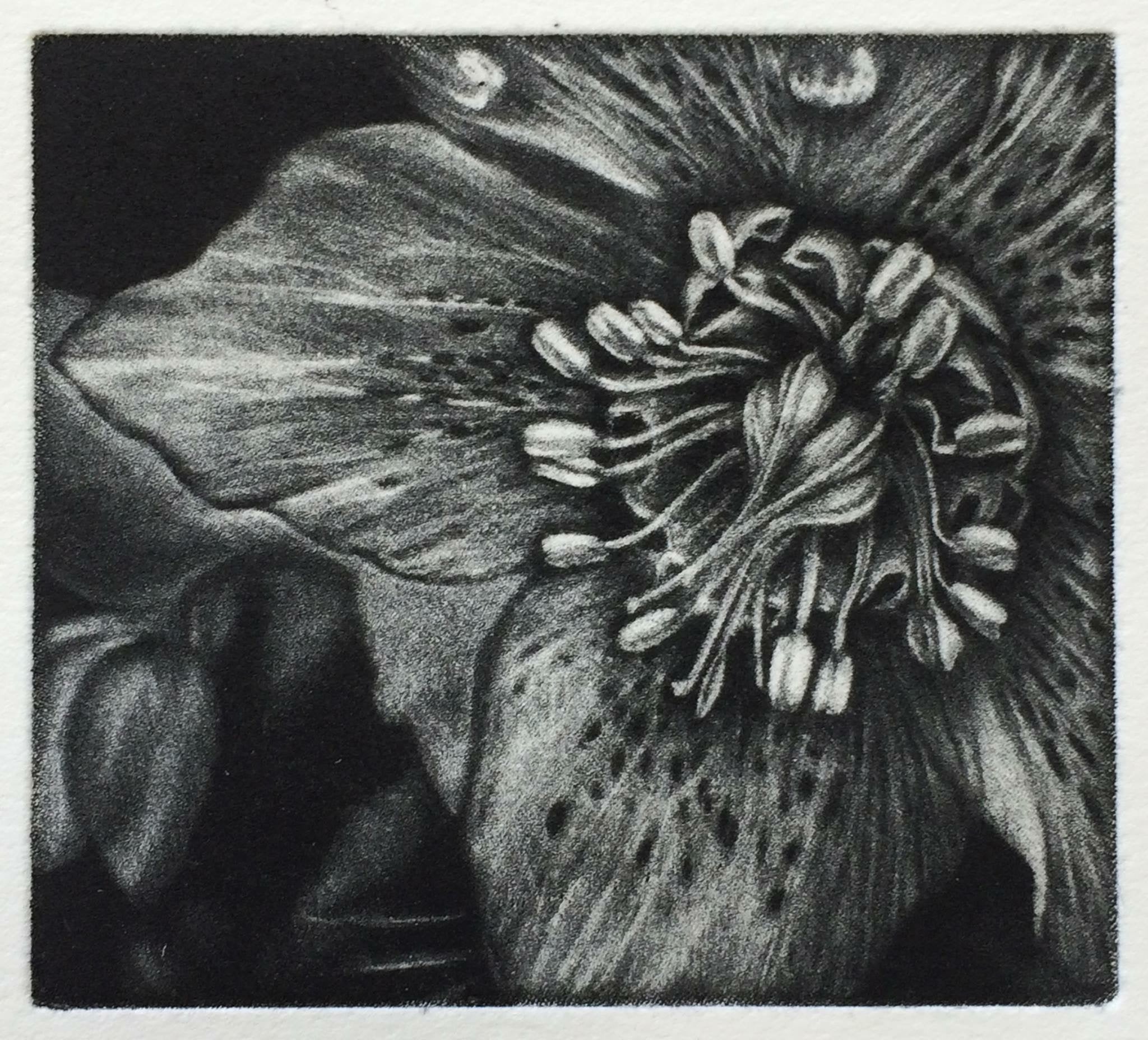 2. Shocked (5/20) (Framed)