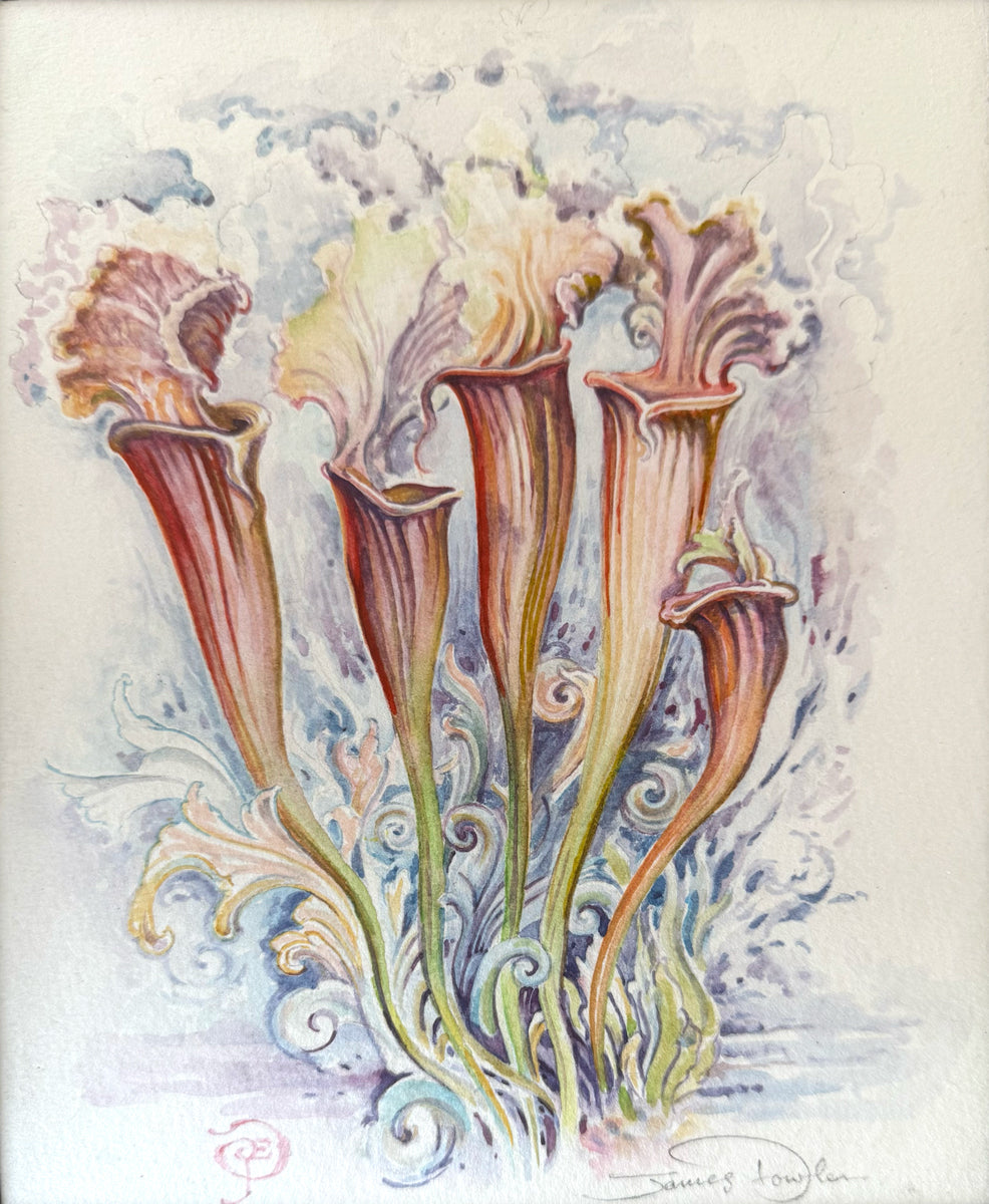 362. The Pitcher Plant Sisters (Serracenia Carniverous)