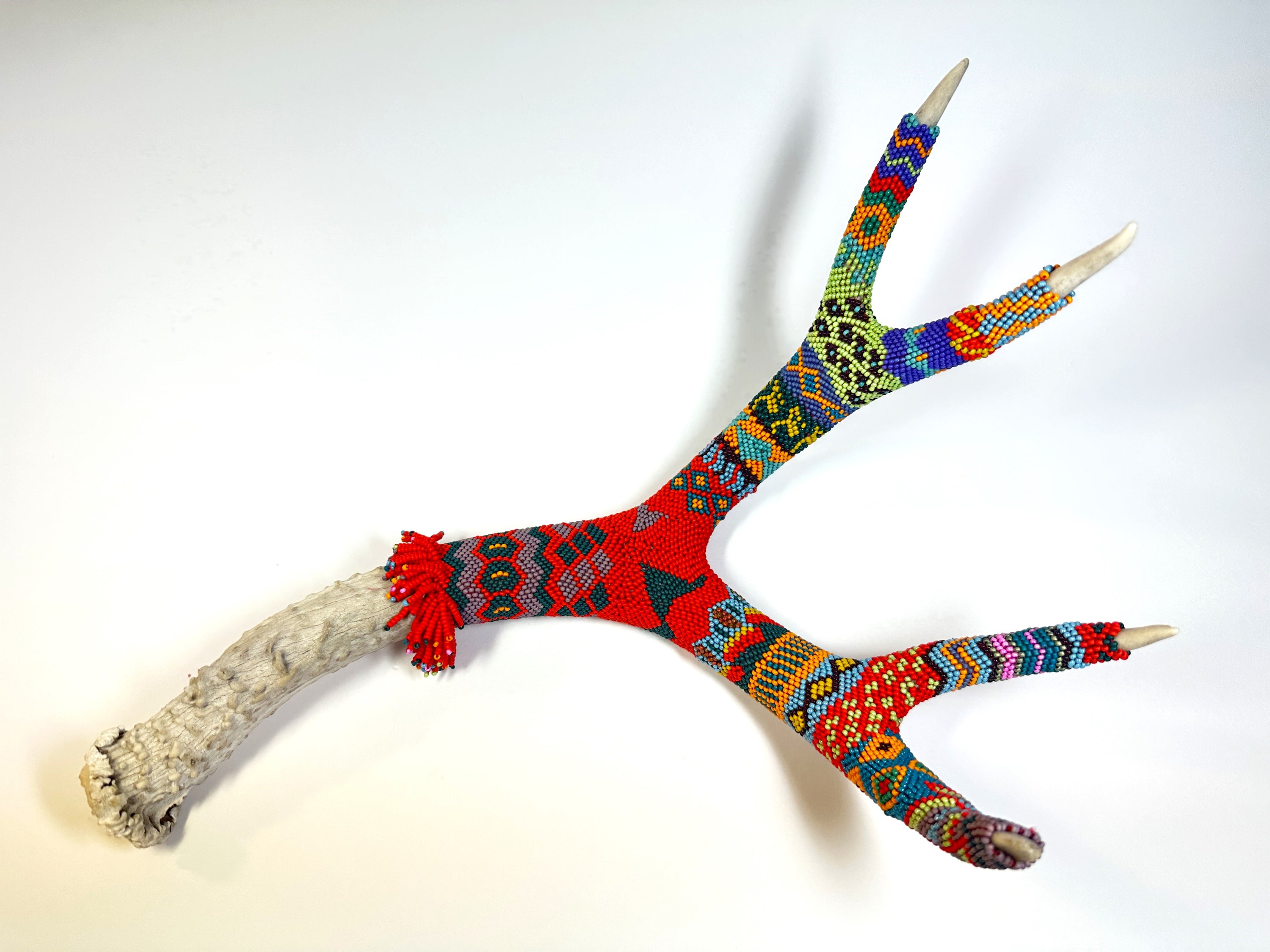 49. Summer Solstice Mule Deer Antler.